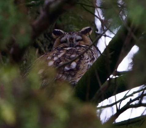 nature avec présence du moyen duc qui vient chaque année dans notre Domaine insolite